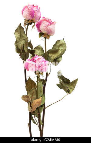 three dry roses on a white background Stock Photo
