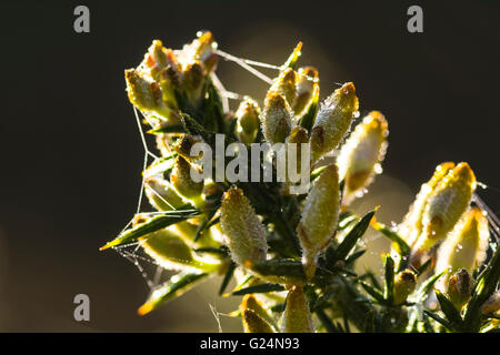 Dew on flowers of Common Gorse (Ulex europaeus) near Garstang Lancashire Stock Photo