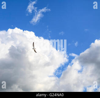Seagull soaring against blue sky and fluffy clouds  Model Release: No.  Property Release: No. Stock Photo