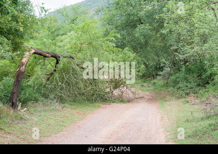 A broken tree blocks the road through the Wilderness area in the Baviaanskloof (baboon valley) Stock Photo