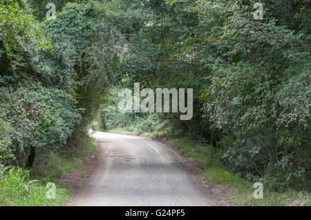 Parts of the road through the Baviaanskloof (baboon valley) passes through dense forest Stock Photo