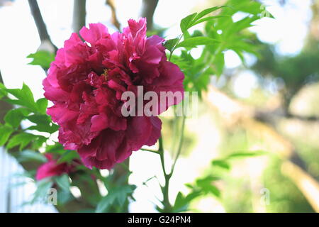 Beautiful tree peony blooming Stock Photo