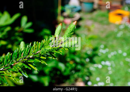 SPROUTING CONIFER GOLD TIPS PUSHED OFF Stock Photo
