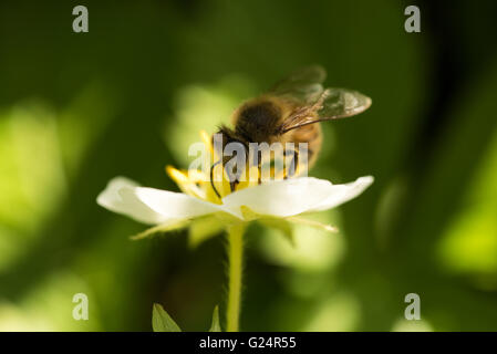 Bee at work on a strawberry flower Stock Photo