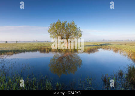 White willow (Salix alba) solitary tree reflected in water of pond in spring Stock Photo