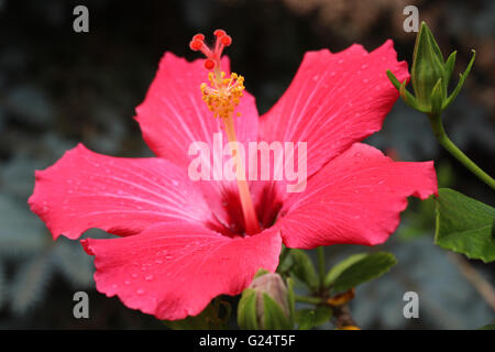 Hibiscus rosa-sinensis, known colloquially as Chinese hibiscus, China rose,  Hawaiian hibiscus, and shoeblackplant. Stock Photo