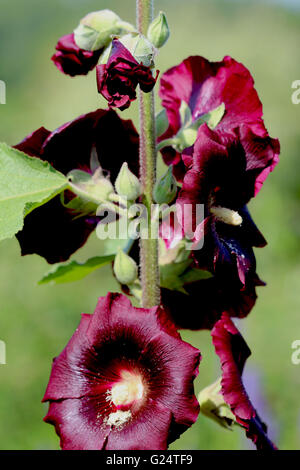 Alcea rosea (common hollyhock) is an ornamental plant in the Malvaceae family. Stock Photo