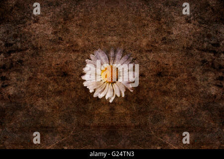 Dirty Daisy Stock Photo: 309879293 - Alamy