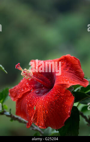 Hibiscus rosa-sinensis is Grown widely in the Philippines and known as the Gumamela plant Stock Photo
