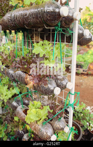 growing lettuce in used plastic bottles, reuse recycle eco concept ...