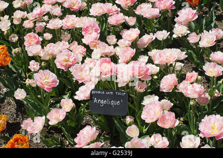 Double late tulip Angelique Brooklyn Botanic Garden, New York, USA Stock Photo