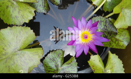 Pink lotus flower blooming ,Water Lilies flower Stock Photo