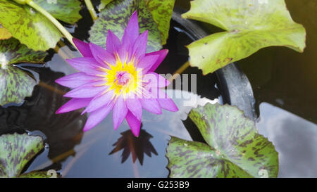 Pink lotus flower blooming ,Water Lilies flower Stock Photo