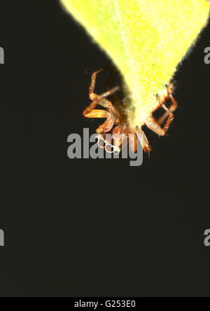 Worm's eye view of a jumping spider resting on a leaf. Stock Photo