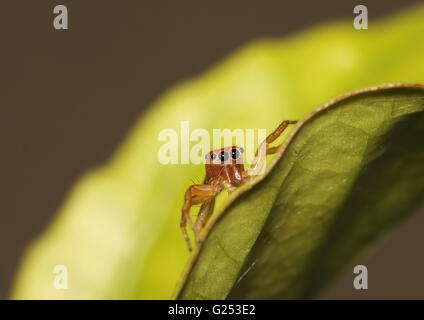 Bright, orange color jumping spider perched on a leaf Stock Photo