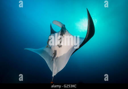Oceanic Manta ray swimming Socorro, Mexico Stock Photo