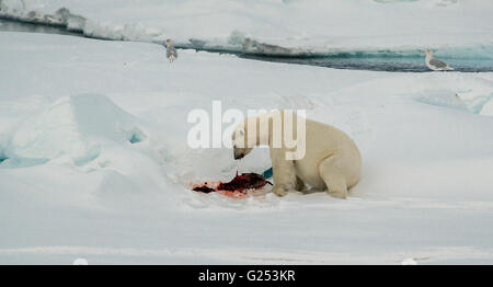 Polar bear inspecting  seal carcass on an ice floe in the Arctic Ocean north of Svalbard. Stock Photo