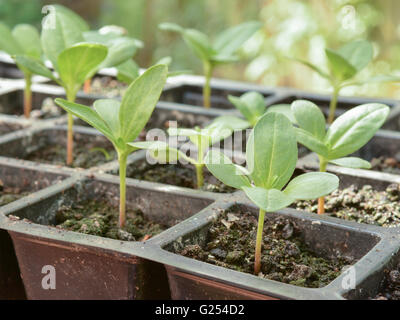 seedlings in plastic modular tray Stock Photo