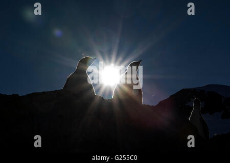 Gentoo Penguin chicks on rock silhouetted at dawn Neko Harbour, Antarctica Stock Photo