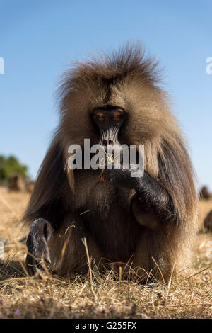 Gelada Monkey feeding on grass Simien Mountains National Park, Ethiopia Stock Photo