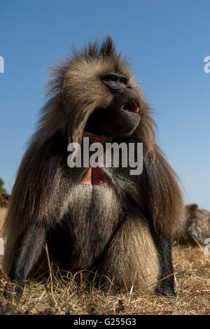 Gelada Monkey on grass Simien Mountains National Park, Ethiopia Stock Photo