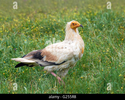 Egyptian vulture standing on the ground in grass in its habitat Stock Photo