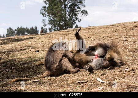 Gelada Monkeys grooming Simien Mountains National Park, Ethiopia Stock Photo