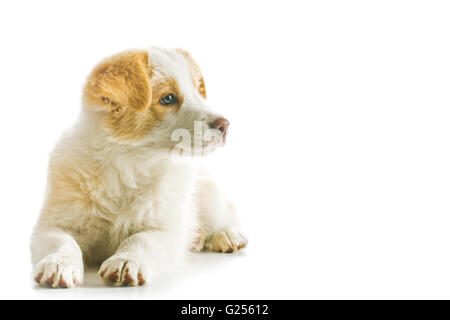 Ee red Border Collie puppy. Young dog isolated on white background. Stock Photo