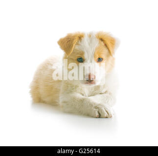 Ee red Border Collie puppy. Young dog isolated on white background. Stock Photo