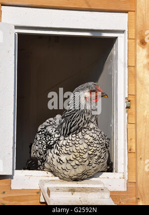 Wyandotte in front of chicken house Stock Photo