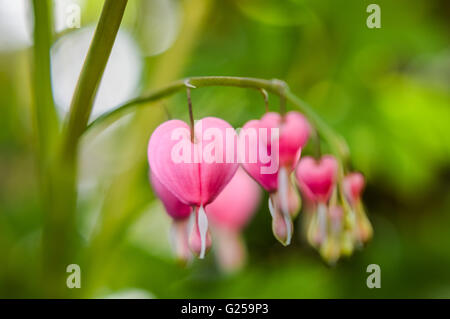 Bleeding heart flowers Stock Photo