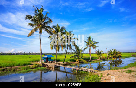 Palm trees along paddy rice field, Sungai Rambai, Malacca, Malaysia Stock Photo
