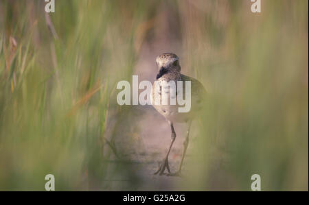 Black-bellied plover (Pluvialis squatarola) standing in tall grass, Fort de Soto, Florida, United States Stock Photo