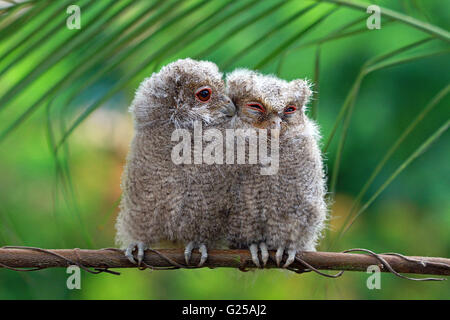 Two Baby Owls sitting on Branch, Indonesia Stock Photo