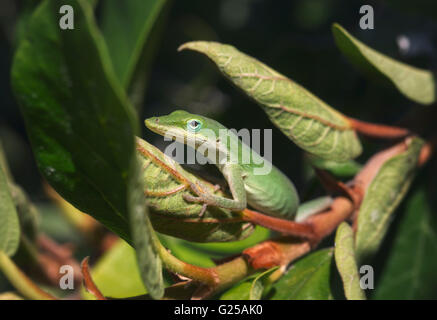 Green anole (Anolis carolinensis) lizard on plant, Sarasota, Florida, United States Stock Photo