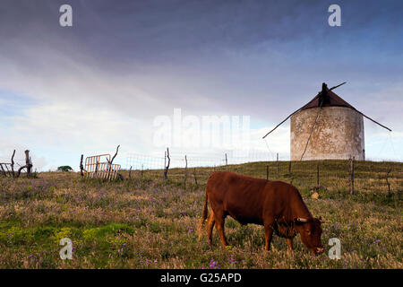 Cow grazing in field in front of windmill, Vejer de la Frontera, Cadiz, Andalucia, Spain Stock Photo