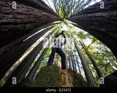 Woman photographing Redwood trees, California, America, USA Stock Photo