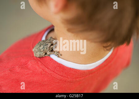 Toad sitting on boy's shoulder Stock Photo