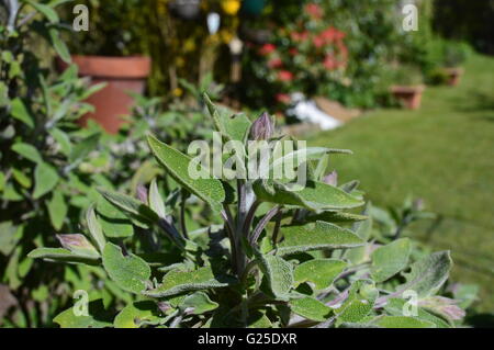 Herbs - Sage-Salvia officinalis (sage, also called garden sage, or common sage) is a perennial, evergreen subshrub Stock Photo