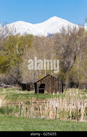 Old log shed in pasture; snow covered Rocky Mountains beyond; Central Colorado; USA Stock Photo