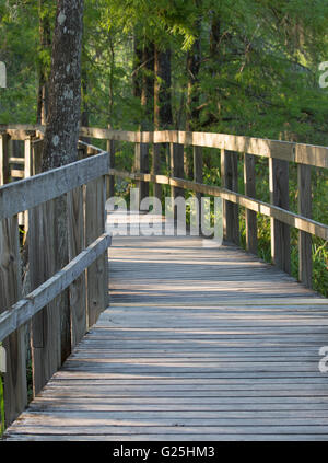 Boardwalk trail through trees in Cypress Island Preserve, Lake Martin, Louisiana Stock Photo