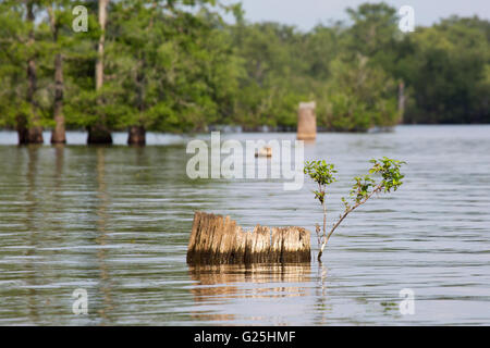 Shrub growing on a bald cypress (Taxodium distichum) stump in open water of Atchafalaya Swamp, the largest wetland in the United States Stock Photo