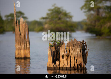 Shrub growing in a bald cypress (Taxodium distichum) stump in Atchafalaya Swamp water, the largest wetland in the United States Stock Photo