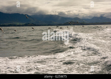 Cape pigeons flying over Pacific Ocean near Kaikoura. Stock Photo