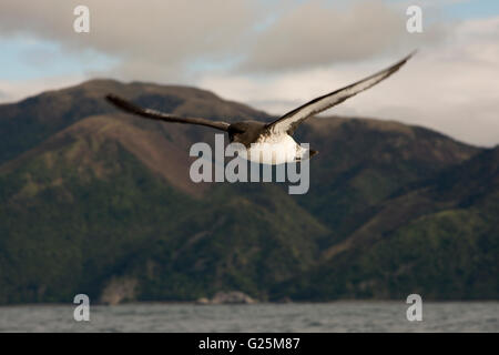 Cape pigeon flying over Pacific Ocean near Kaikoura. Stock Photo