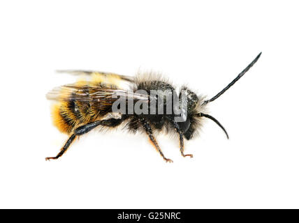 Red Mason Bee (Osmia bicornis), white background Stock Photo