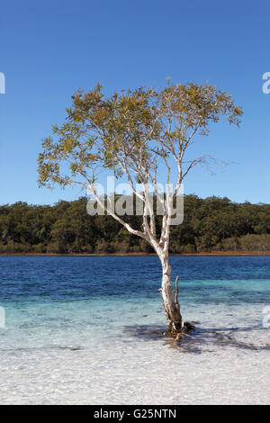 Niaouli, broad-leaved paperbark (Melaleuca quinquenervia), Lake McKenzie, UNESCO World Heritage Site, Fraser Island Stock Photo