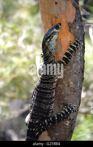 Australian Goanna (Lace Monitor) climbing a tree Stock Photo