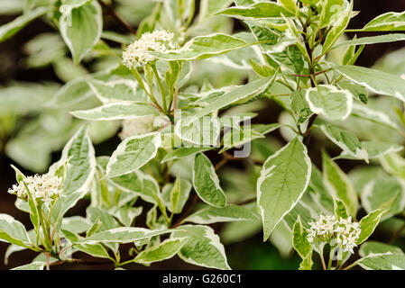 Cornus alba Elegantissima, Swida alba, Thelycrania alba. Stock Photo