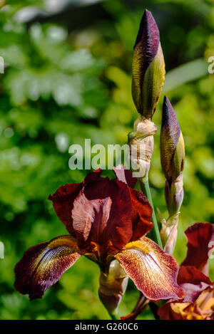 iris-kent-pride-iridaceae-bearded-stock-photo-alamy